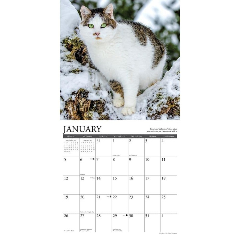 ABIS BOOK Undated Monthly Weekly Calendar Planner Organizer Events Tasks Goals gallery